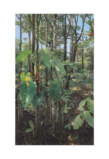 Mauricio Barbato - Philodendron