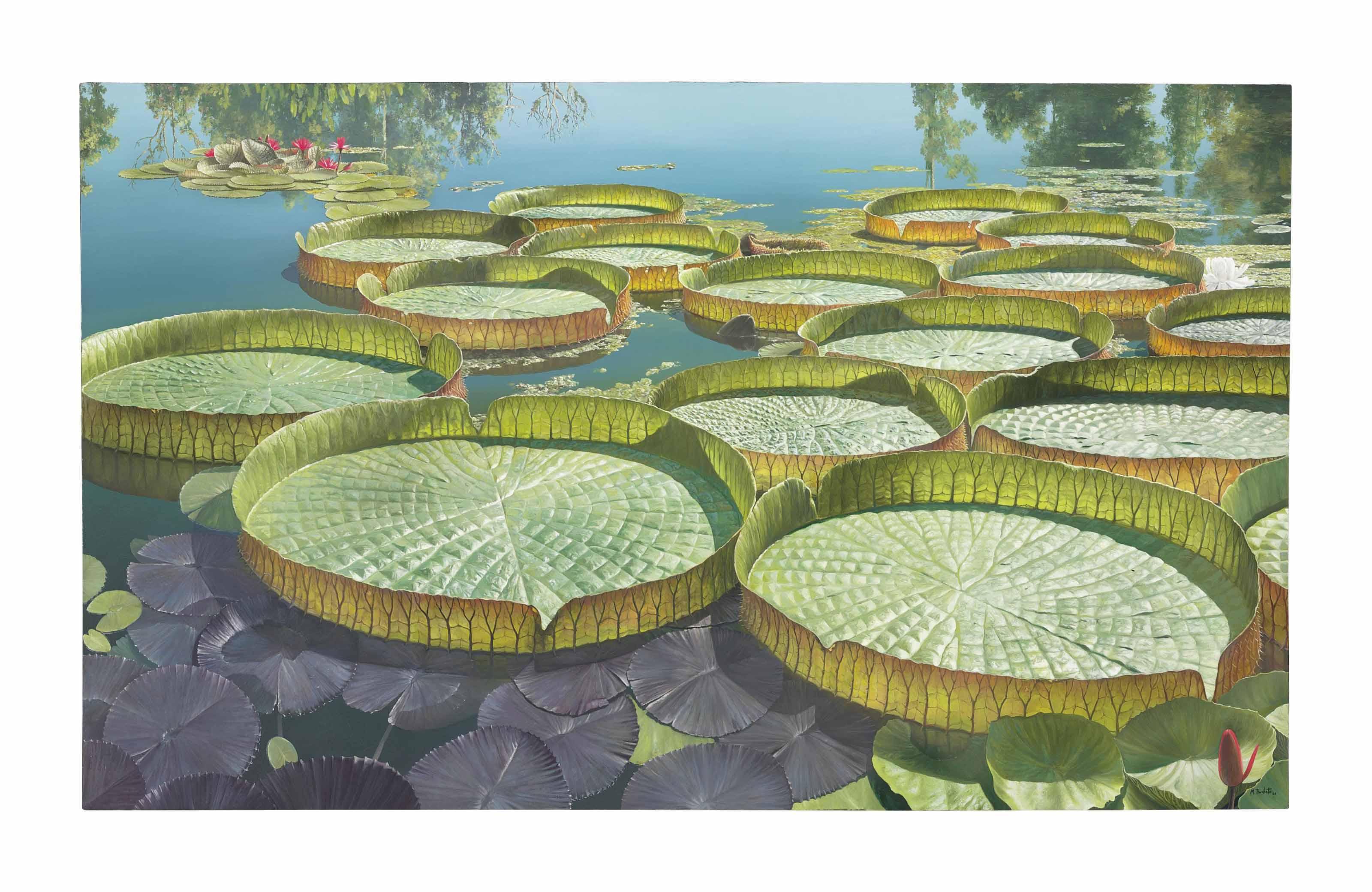 Mauricio Barbato - Vitória Régia