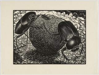 Maurits Cornelis Escher - Scarabs, 1935.