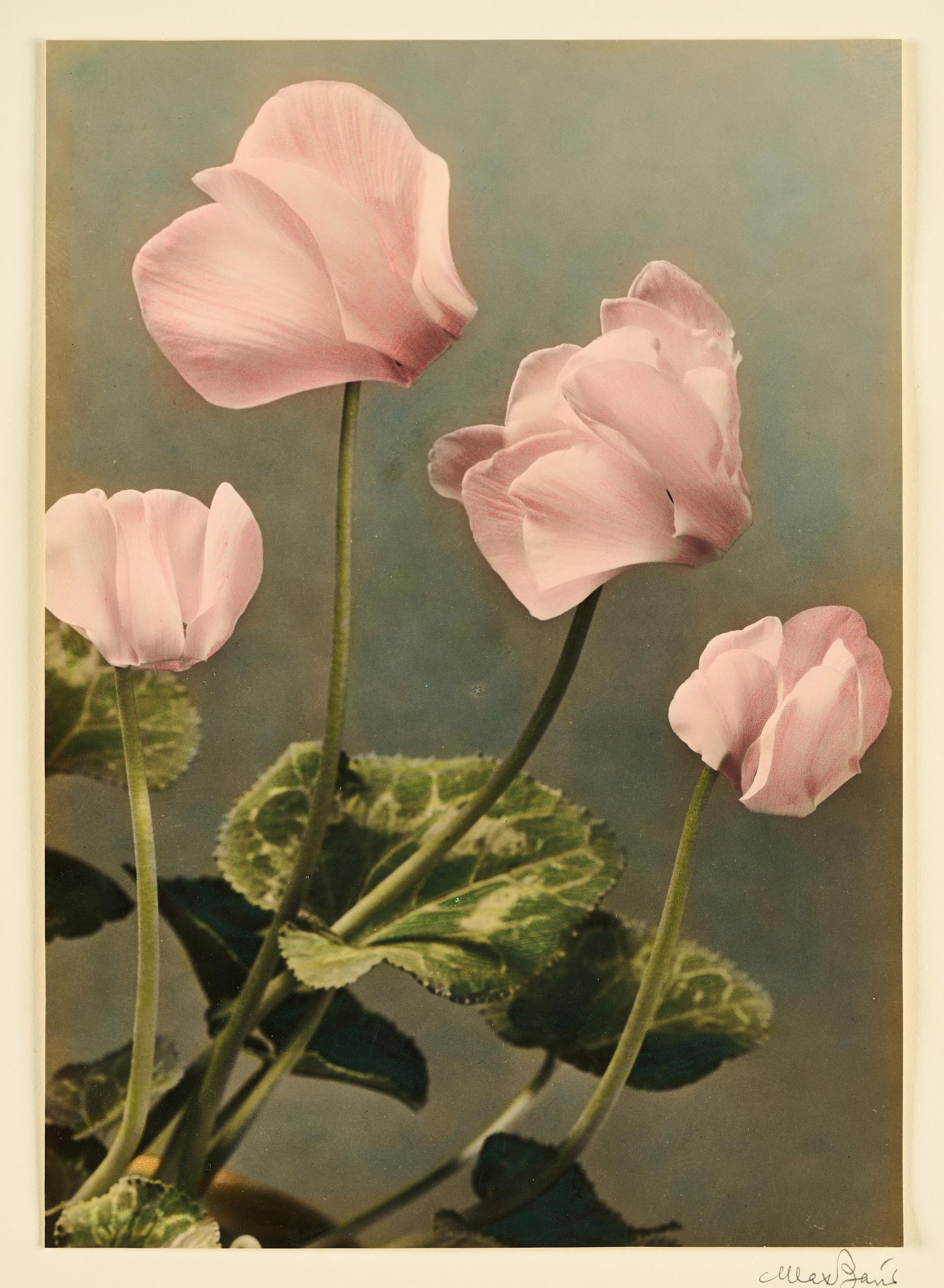 Max Baur - Alpenveilchen.