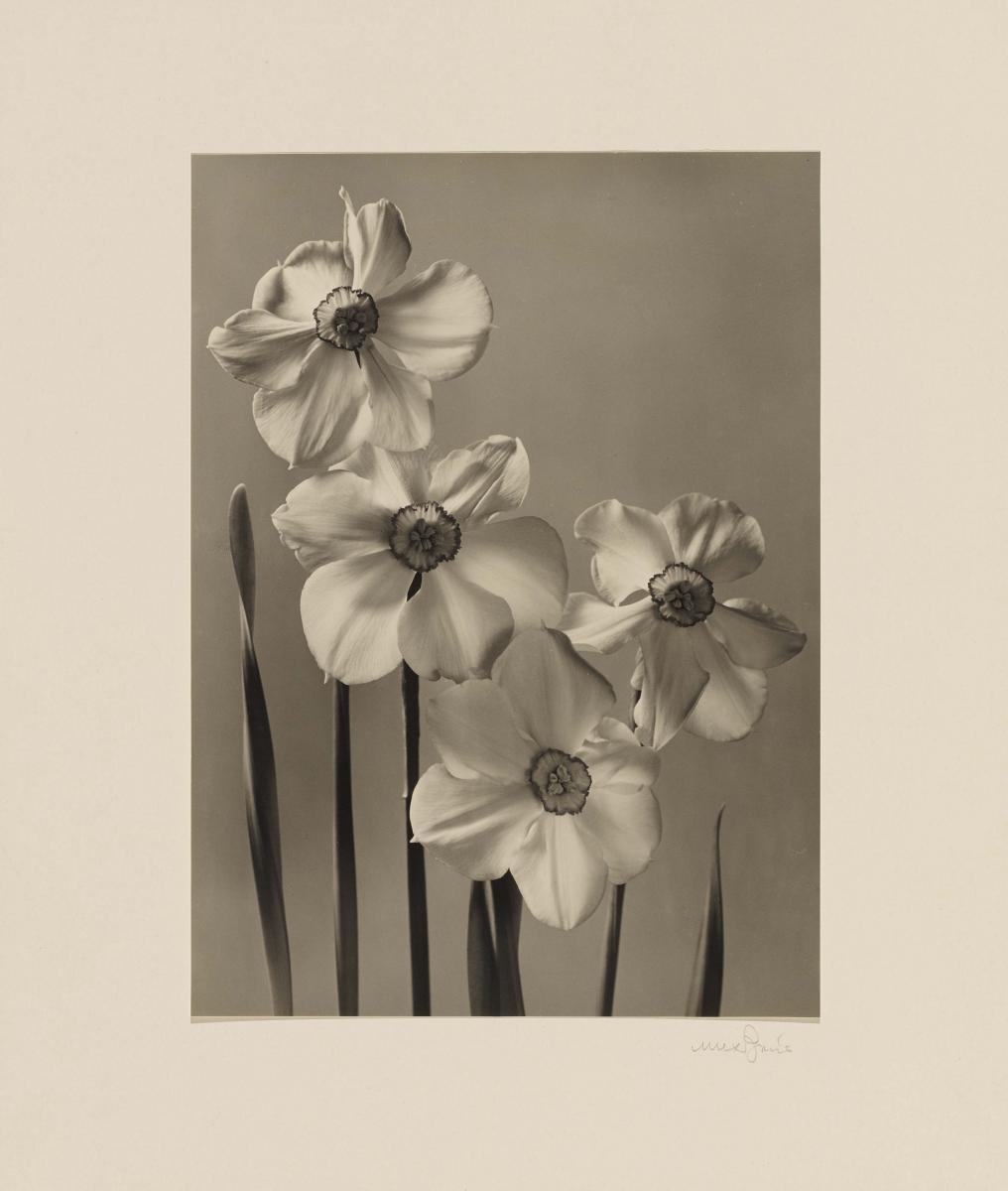 Max Baur - Ohne Titel (Blumen)