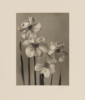 Max Baur - Ohne Titel (Blumen)