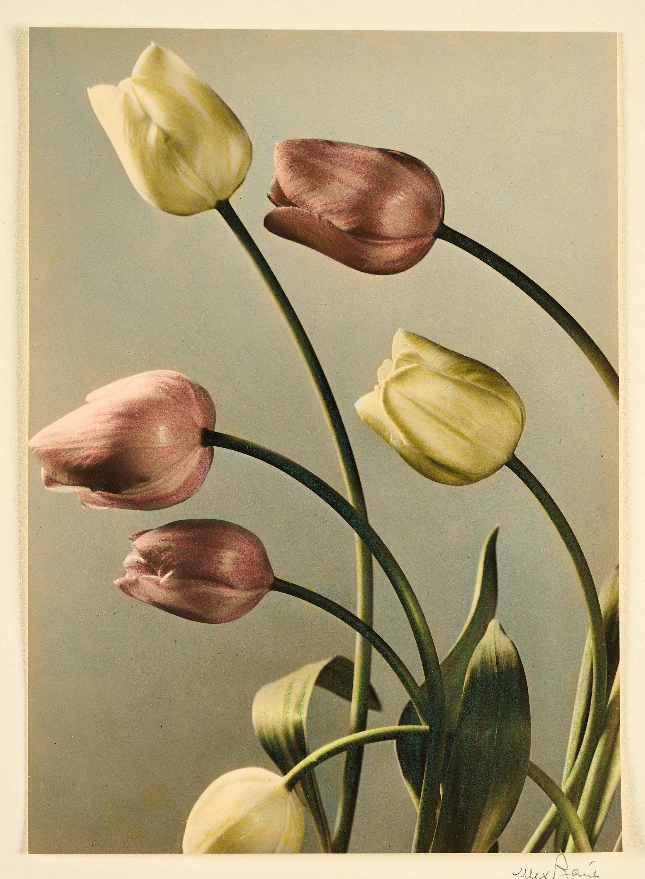 Max Baur - Tulpen.