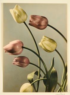 Max Baur - Tulpen.