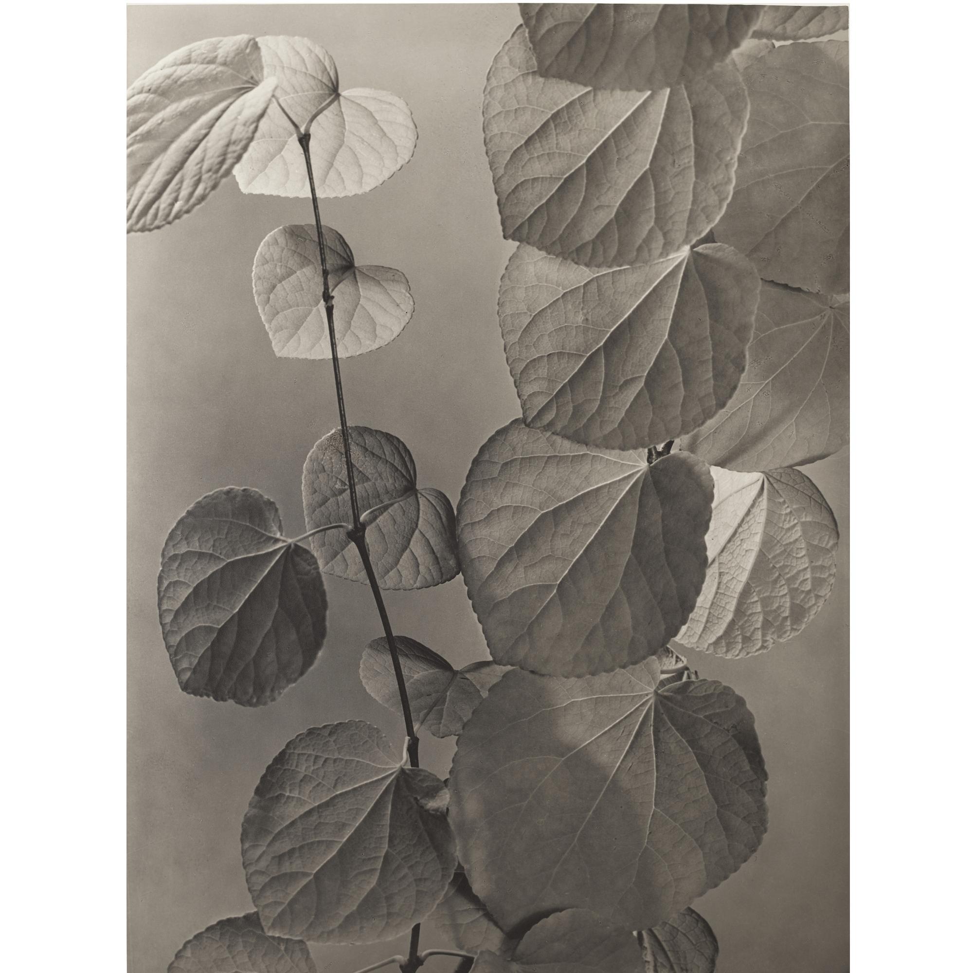 Max Baur - Untitled (Lindenblätter), 1940S