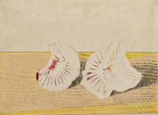 Max Ernst - Fleurs-coquillages