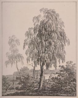 Max Joseph Wagenbauer - 6 Bll. aus der Folge von 12 Bll.: Baumstudien für angehende