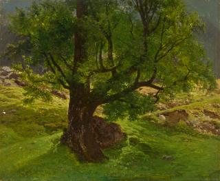 Maximilian Haushofer - Alte Eiche.