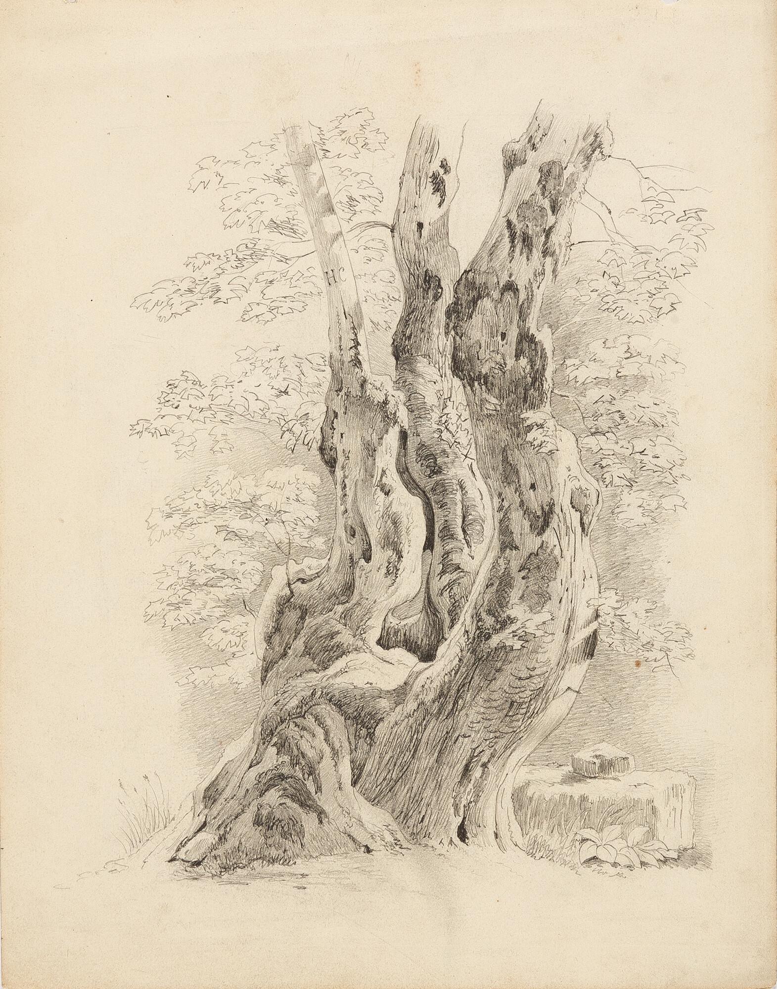 Maximilian Haushofer - Baumstamm mit den Initialen „H C“.