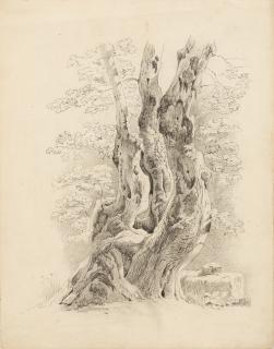 Maximilian Haushofer - Baumstamm mit den Initialen „H C“.