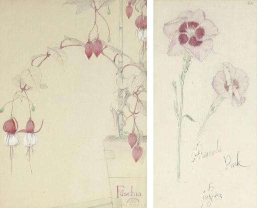 Maxwell Ashby Armfield - Study Of A Fuchsia; And Study Of An Alwoodi Pink