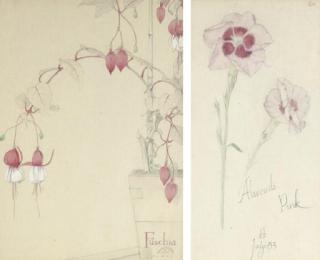 Maxwell Ashby Armfield - Study Of A Fuchsia; And Study Of An Alwoodi Pink