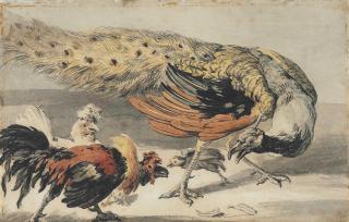 Melchior D\'Hondecoeter - A peacock and poultry