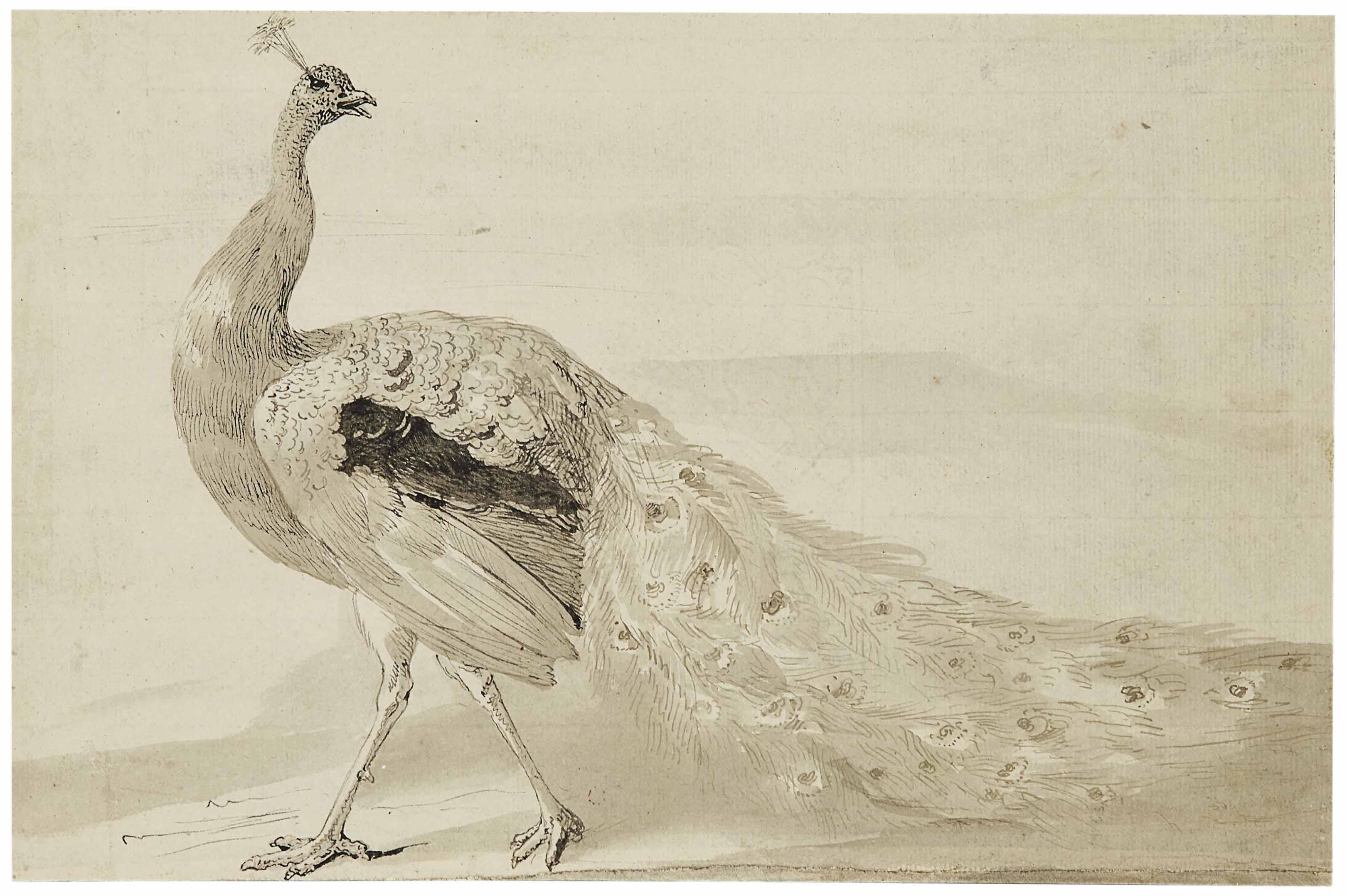 Melchior D\'Hondecoeter - Étude de paon