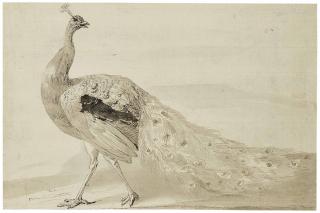 Melchior D\'Hondecoeter - Étude de paon