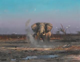 Michael Coleman - Elephant