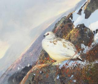 Michael Coleman - Rock Ptarmigan 14 x 16 in. framed 22 1/2 x 24 1/2 in.