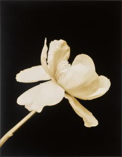 Michael Dweck - \'Danielle Ii,\' New York, 2007