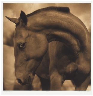 Michael Eastman - Horse #23, C. 1999