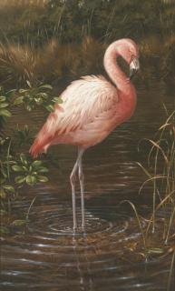 Michael Jackson - A Chilean Flamingo