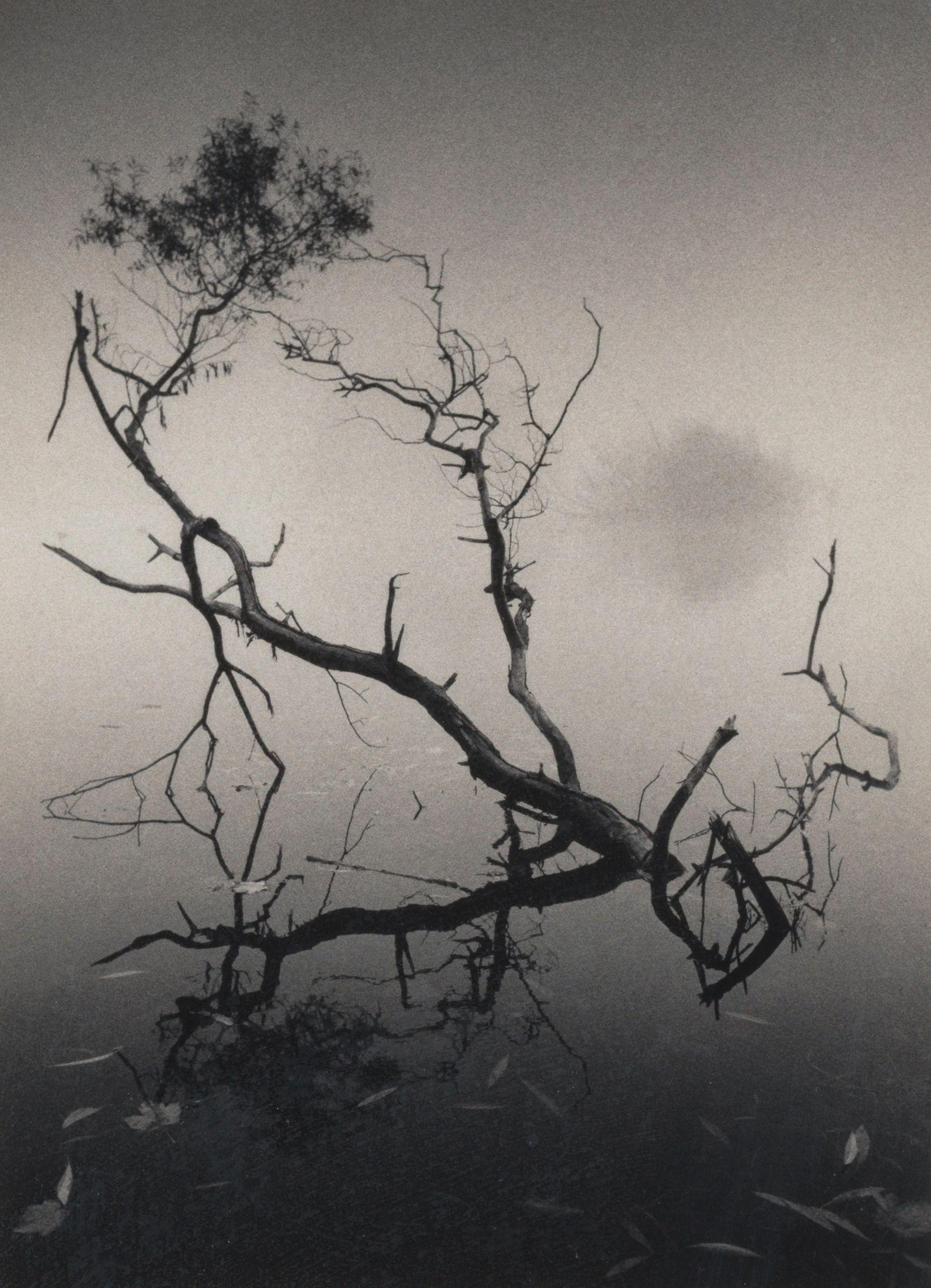 Michael Kenna - \'Dawn, Richmond Park, Surrey, England\'