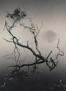Michael Kenna - \'Dawn, Richmond Park, Surrey, England\'