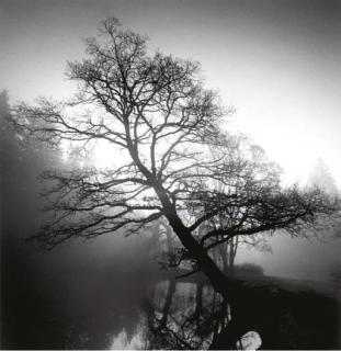 Michael Kenna - Leaning Tree, Pruhonice, Czechoslovakia