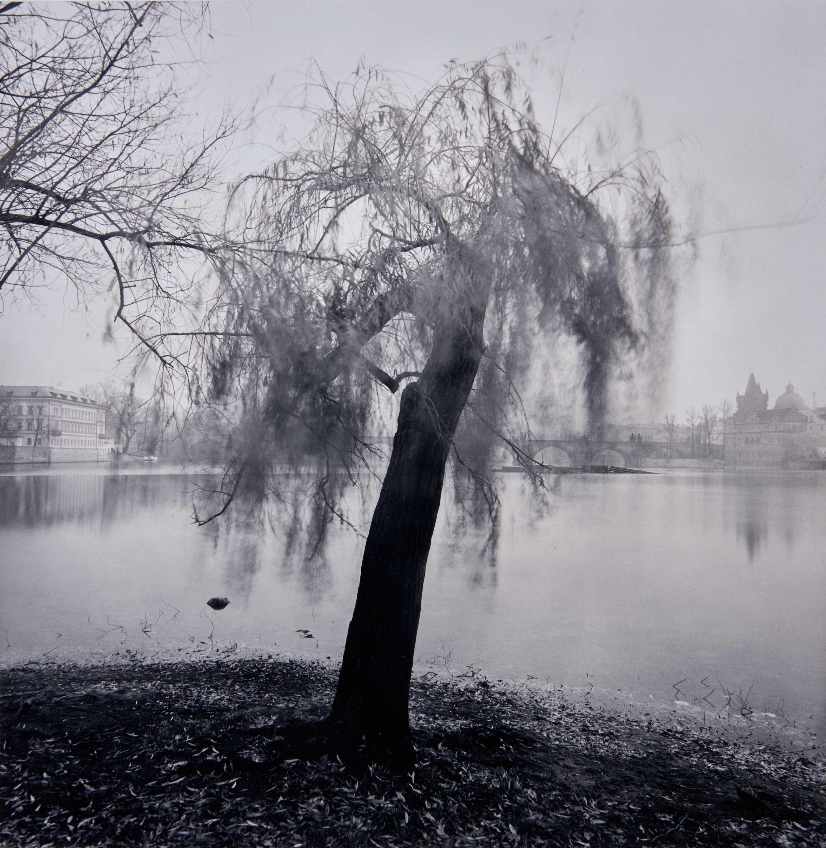 Michael Kenna - Moving Tree, Prague, Czechoslovakia