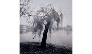 Michael Kenna - Moving Tree, Prague, Czechoslovakia