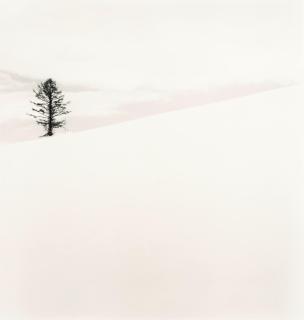 Michael Kenna - \'One Tree, Nakafurano, Hokkaido, Japan\'