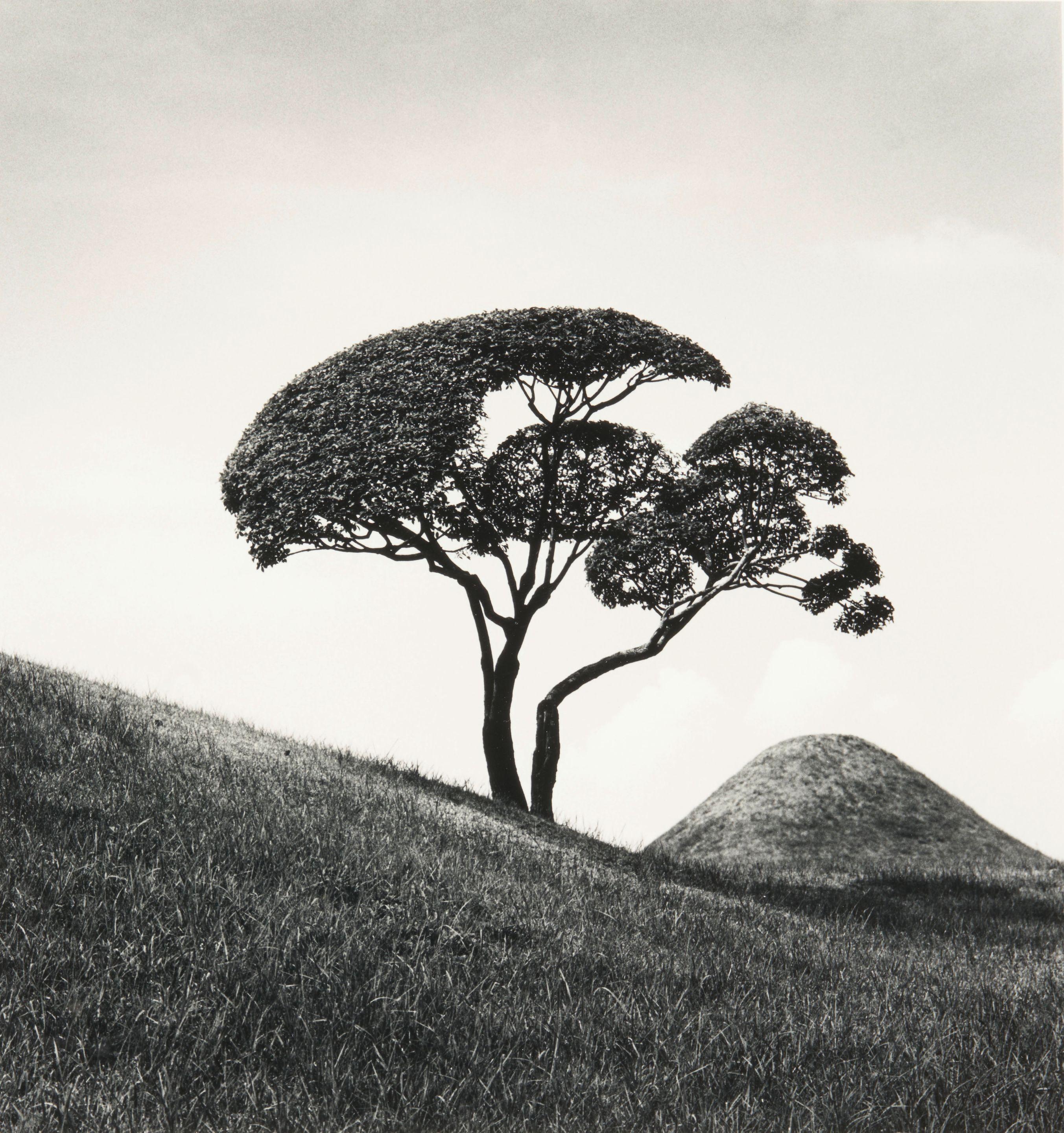 Michael Kenna - Tree and Mountain, Suizenji, Joju-en Garden, Japan