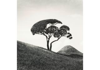 Michael Kenna - Tree and Mountain, Suizenji, Joju-en Garden, Japan