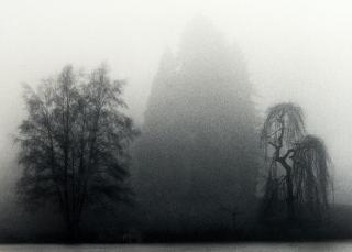 Michael Kenna - Trees, Wroxton, Oxfordshire, England