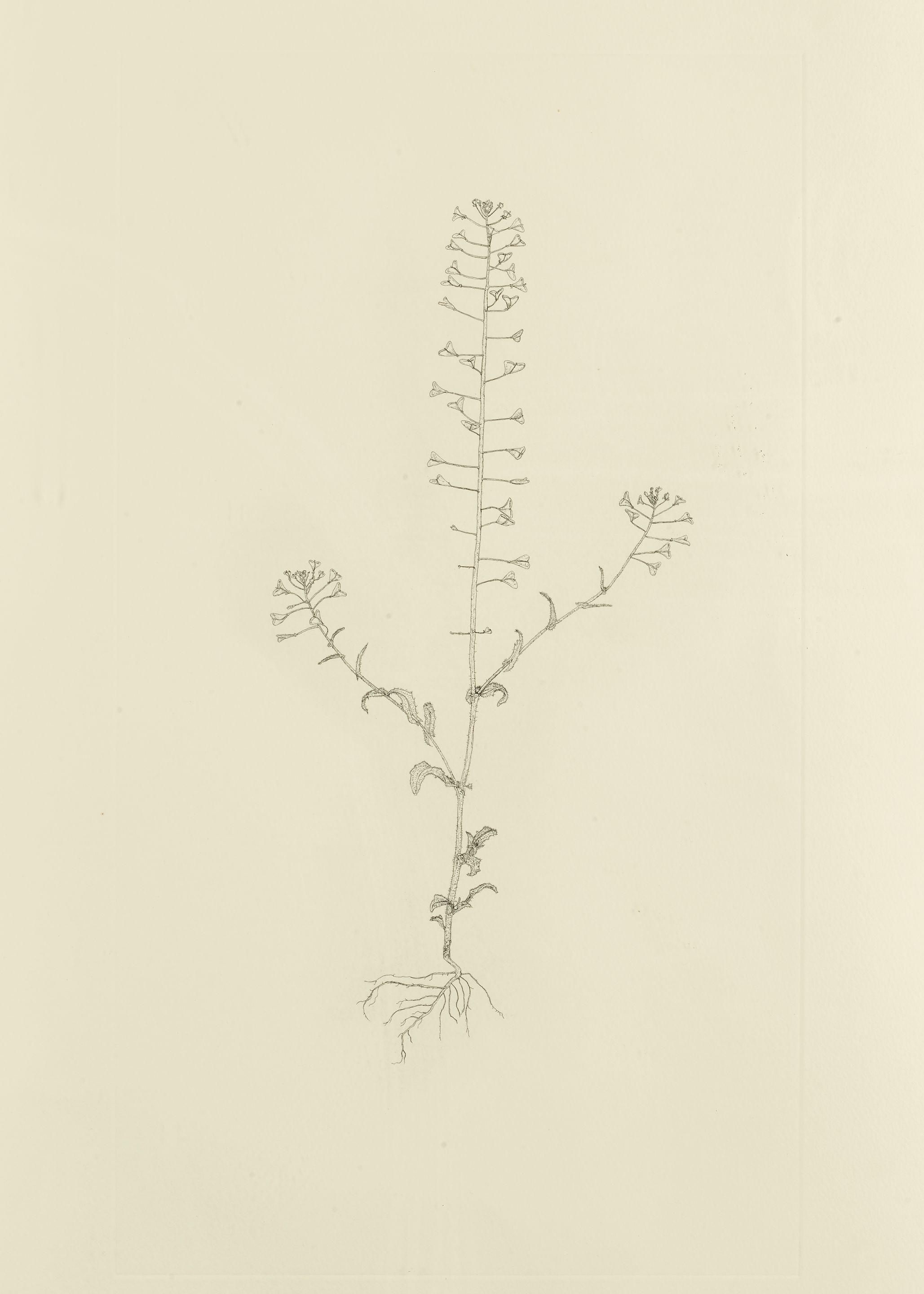 Michael Landy - Shepherd\'s Purse 4