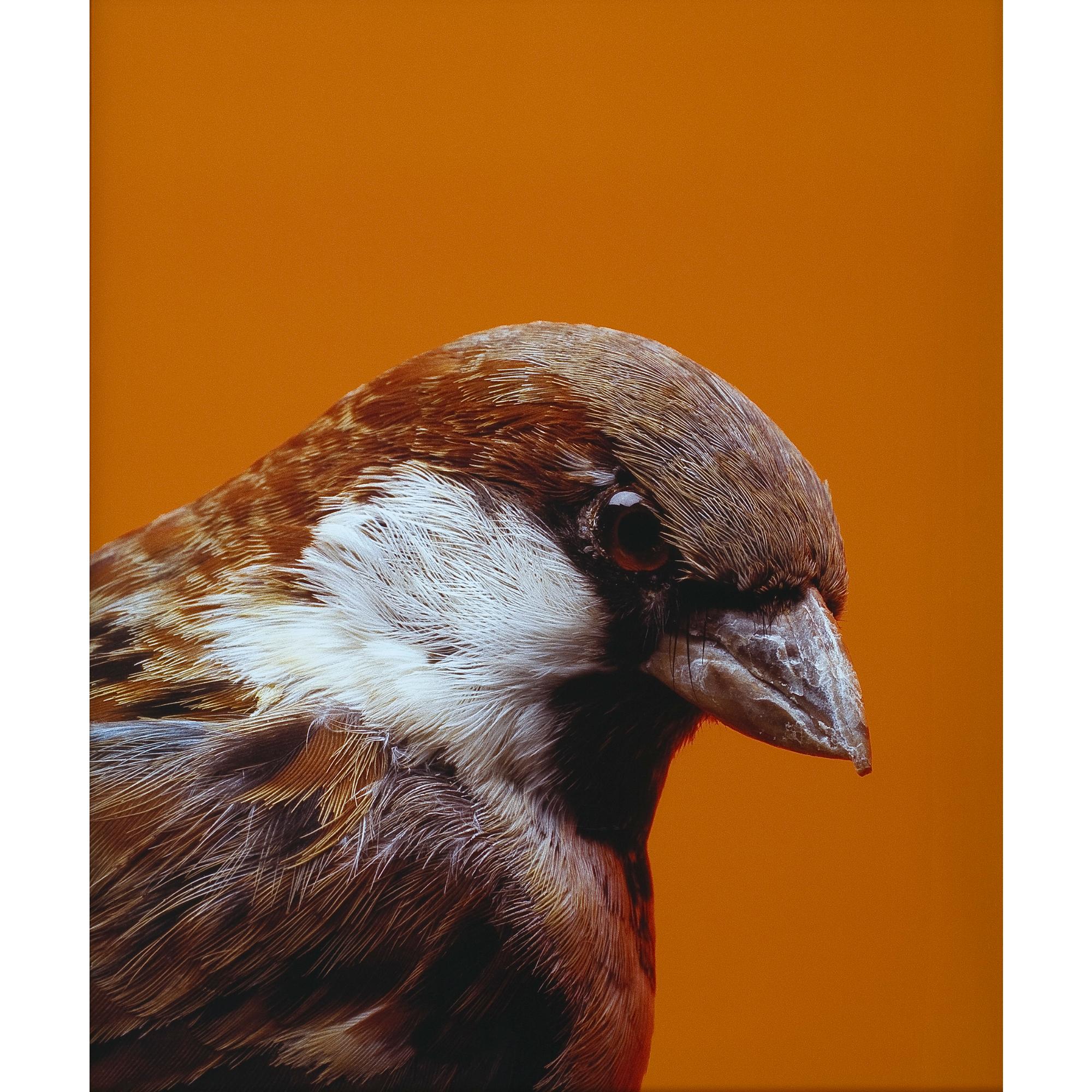 Michael Parekowhai - New Zealander Portrait Of Elmer Keith #2 - From The Series Beverly Hills Gun Club 2000