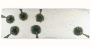 Michael Raedecker - Down