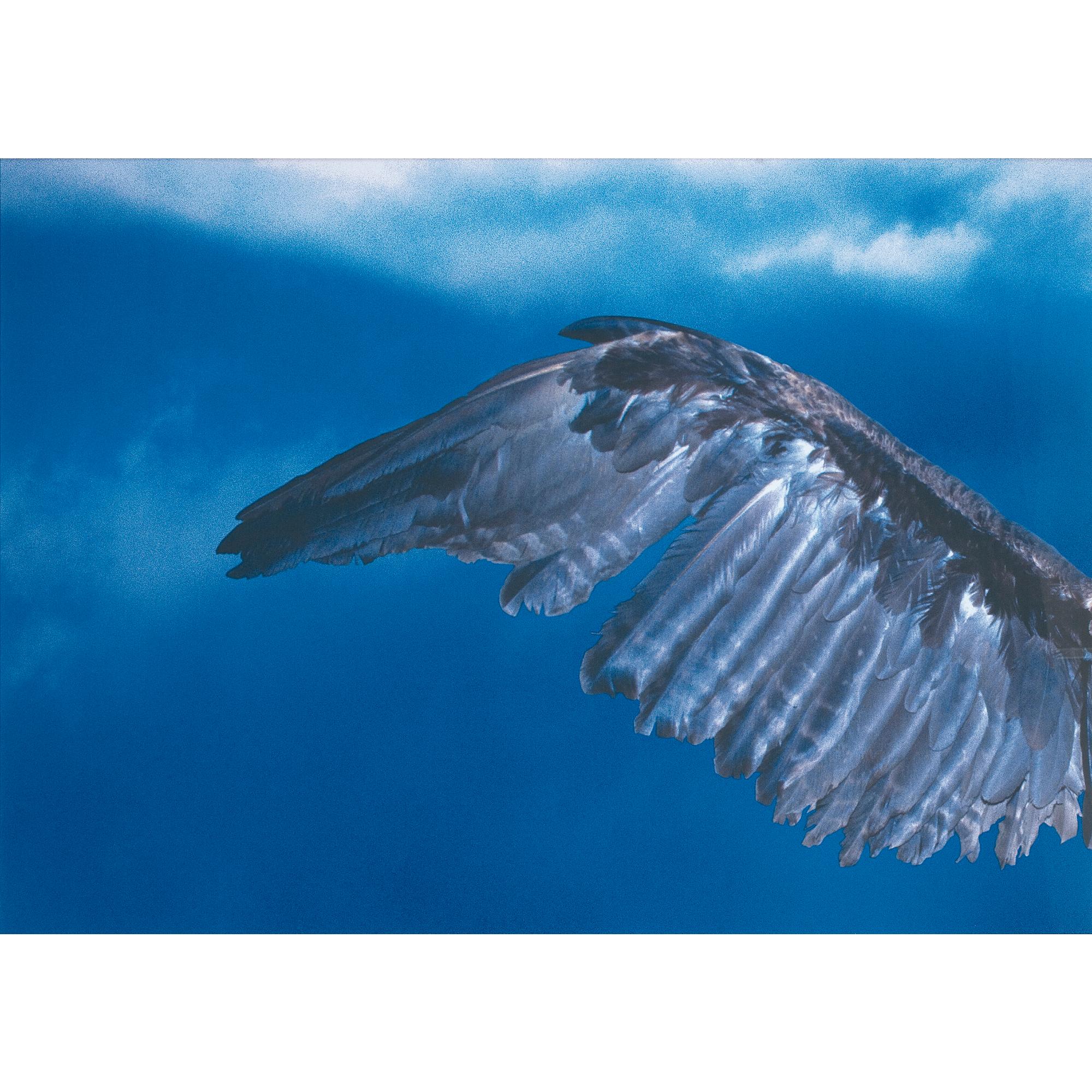 Michael Riley - Australian Angel Profile (From The Series Cloud)