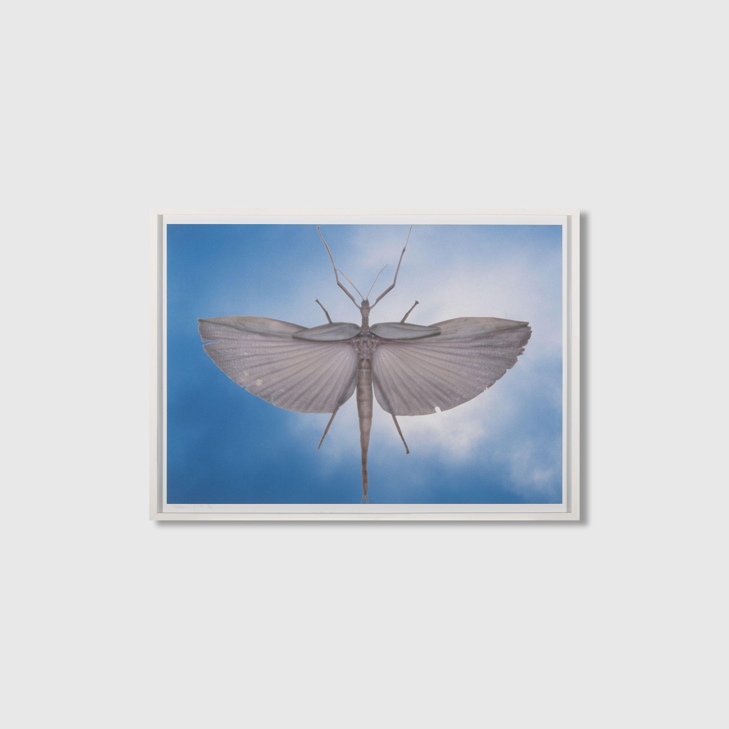 Michael Riley - Untitled (Locust), 2002,