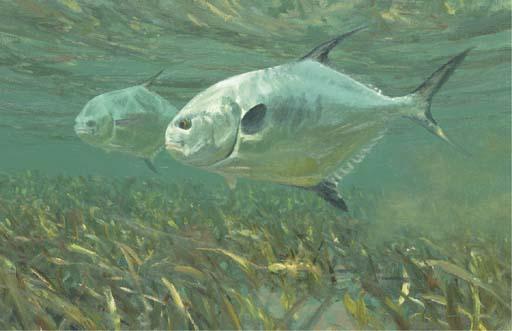 Michael Stidham - Permit in shallow water