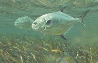 Michael Stidham - Permit in shallow water