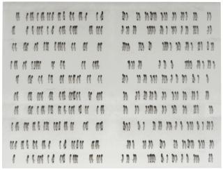 Michal Rovner - Script