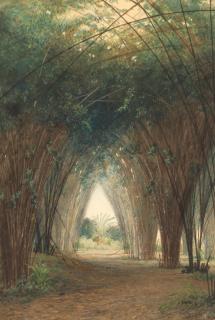 Michel Jean Cazabon - Bamboo cathedral, Trinidad