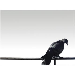 Michelangelo Pistoletto - Colomba