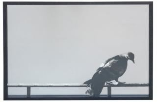 Michelangelo Pistoletto - Colomba