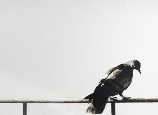 Michelangelo Pistoletto - Colomba.