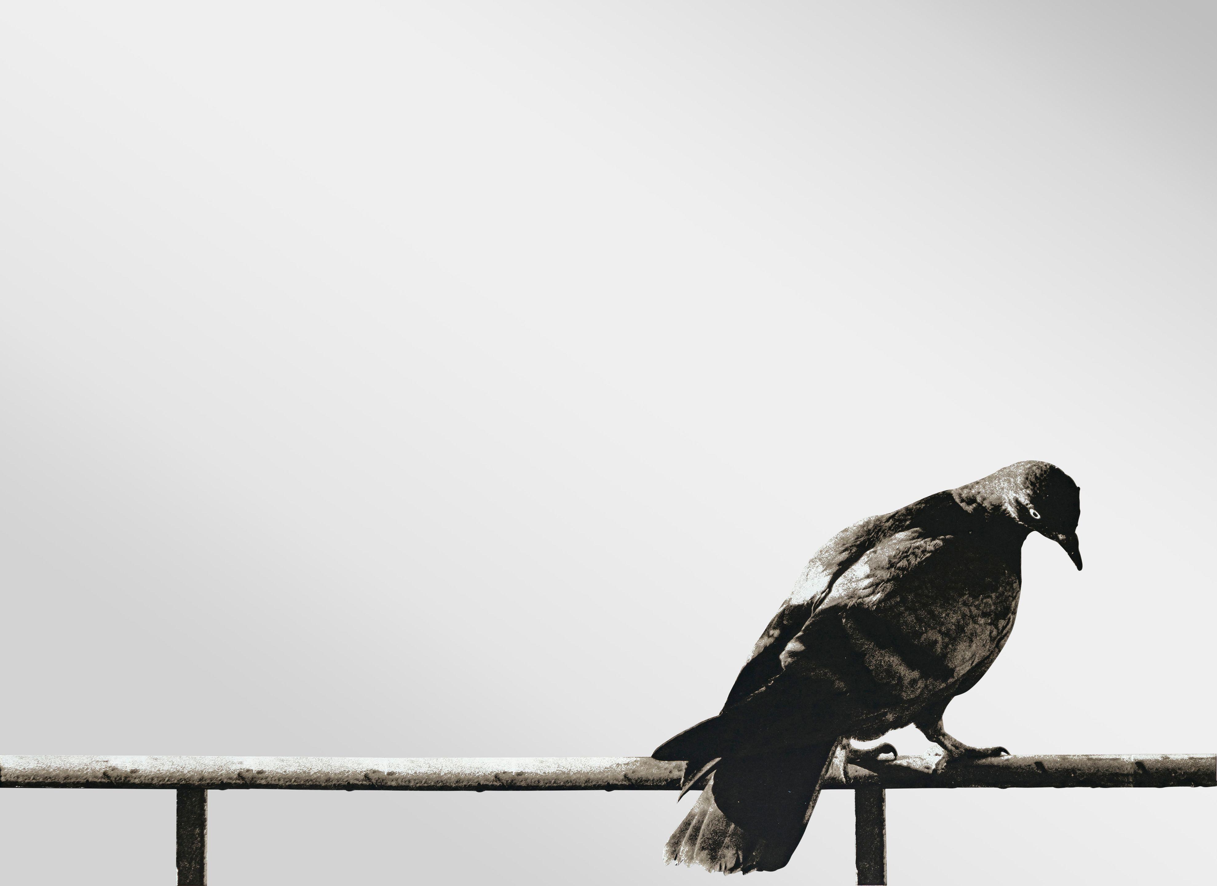 Michelangelo Pistoletto - Columba, from Hommage à Picasso