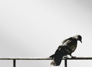 Michelangelo Pistoletto - Columba, from Hommage à Picasso