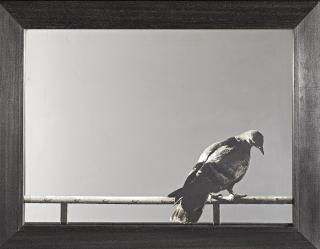 Michelangelo Pistoletto - Columba, From Hommage À Picasso