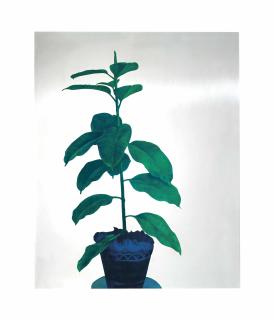 Michelangelo Pistoletto - Ficus (Fig)