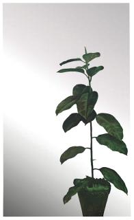 Michelangelo Pistoletto - Ficus